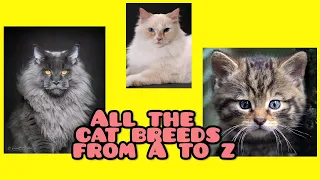 A-Z Cat Breeds 2021 | Do You Want To Know All The Cat Breeds | Please Watch Till The End!