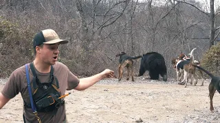 THREE BIG BEAR in ONE DAY - Bear Hunting with Hounds