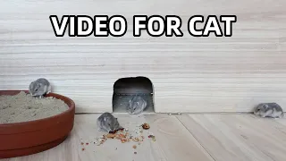 Cat Tv-Hamsters in The Jerry Mouse Hole-Video For Cats To Watch~6Hours