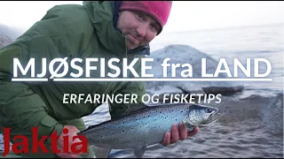 Fiske i Mjøsa fra land - Spinnfiske, tips og erfaringer!