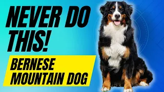 7 Things You Must NEVER do With Your Bernese Mountain Dog