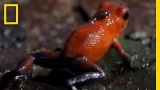 Strawberry Poison Dart Frog | National Geographic