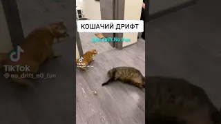 кошачий дрифт