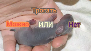 Причины почему можно и нельзя трогать новорождённых крольчат.