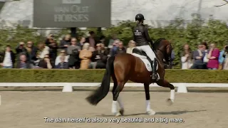 Van Olst Horses O'Frederic stallionshow 2023