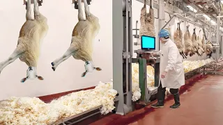 How Australian Farmers Produce Thousands of Tons of Wool Each Year