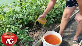 Very important top dressing of tomatoes during flowering! There will be many fruits  Water it