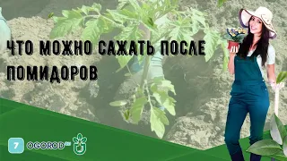 Что можно сажать после помидоров