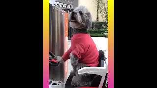 Tik Tok chò phõc sóc mini🥰 funny and cute Pomeranian # 210