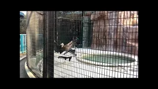 【エサの奪い合い】コンドル（ヘンリエッタ、ショウ）@野毛山動物園20210321