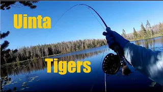 Backpacking to a seldomly visited Uintas lake that kicks out chunky tiger trout.