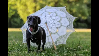 Flóri és Sára| Wedding Highlights | Taksony, Sziget Étterem | 2022.