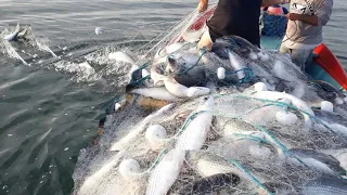 Awesome Longline Net Fishing - Big Net Fishing on The Sea