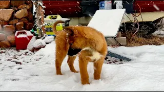 Meadow's First Snowstorm At The Property #rescue #rez #dog #puppy