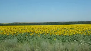 Fields in Ukraine
