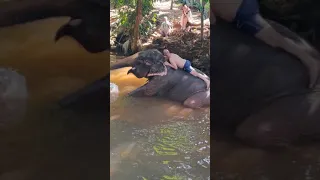 Жесть!!! Индия. Слон напал на человека !!! Мытьё слонов и