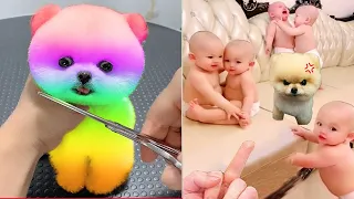 Tik Tok Chó Phốc Sóc Mini 😍 Funny and Cute Pomeranian #404