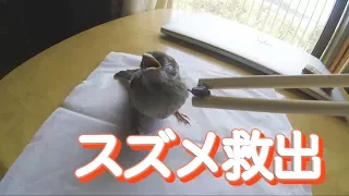 【スズメ】道路に飛べなくなっていたスズメがいたので家に持ち帰って救出した結果　I Helped A Sparrow