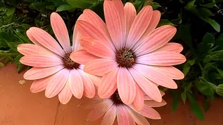 Весенние цветы на улицах города, африканская ромашка, African Daisy, Osteospermum, 27/01/2018