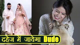 Virat - Anushka: Anushka to take Dude with her at her new House | FilmiBeat