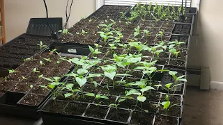 Seedling Room Update