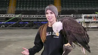 Eagle Training at The Family Arena