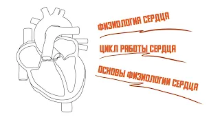 Физиология Сердца. Цикл работы сердца. Давление в полостях сердца.