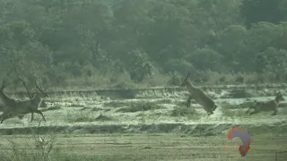 Ultimate Tanzania Safaris Waterbuck Hunting in Tanzania 3