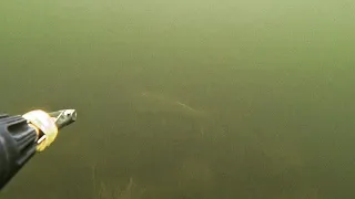 подводная охота на белого амура. маныч веселовское водохранилище. пеленгас варвар 70