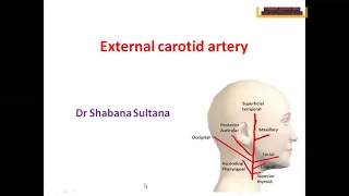 External carotid artery Dr shabana Head and neck Lectures