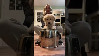 Dog playing drum #funny #dog #cute #puppy #drum
