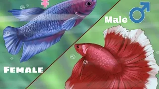 How to find gender in betta fish( Tamil )