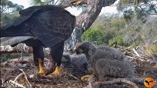 Eagle Country Bald Eagle- Abby & Blaze & agresywna Swampy 🐥🌹🍀 & Meadow🐥🌹🍀- Karmienie 29/02/2024