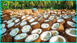 The Most Modern Agriculture Machines That Are At Another Level, How To Harvest Coconuts In Farm ▶2