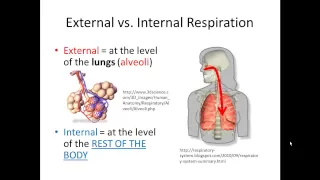 External and Internal Respiration (Gas Exchange) SIMPLIFIED!!!