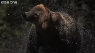 HD Web Extra: Super Slo Mo of Bear shaking water off its fur - Nature's Great Events - BBC One