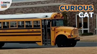 Curious cat sneaks onto school bus 🚍😸 | LOVE THIS