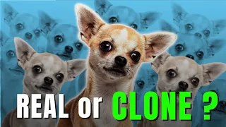 Pet Cloning Ethics: Is Bringing Your Beloved Pet Back to Life Worth it !?