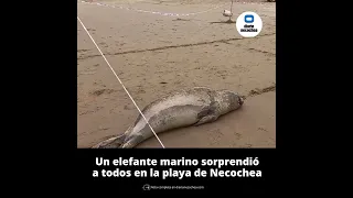 Un elefante marino sorprendió a todos en la playa de Necochea