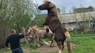 Коні Ваговози. Вигнали на пасовисько Пушу і Волгу.Жеребець Гуліпан.Привезли кобилу до жеребця!