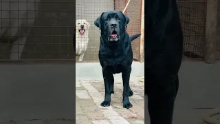 Black beauty #labrador #dog #love #shorts #trending #youtubeshorts #viral #video #black #india