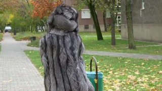 Walking in silver fox fur #2  - short video