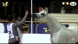 N.57 TAYAR EL EKHLAS - The Egyptian Event Cairo 2021 - Colts 2 Years Old (Class 4).mp4