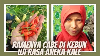 Ep.243 Rame banget cabe di kebun | Penasaran rasa kale red rubel dan scarlet purple?