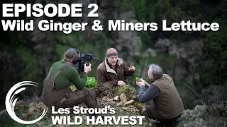 Survivorman | Les Stroud's Wild Harvest | Season 1 | Episode 2 | Wild Ginger and Miners Lettuce