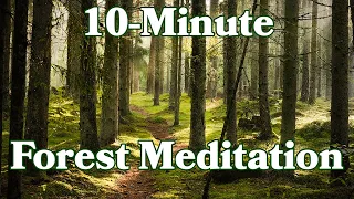 10 Minutes Of Peaceful Forest Sounds For Meditation