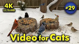 4K TV For Cats | Two Stumps in the Snow | Bird and Squirrel Watching | Video 29