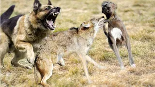 German Shepherd saves its friend from a Coyote!!!