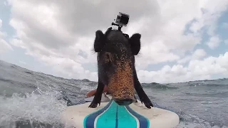 KAMA THE SURFING PIG (WITH GoPro!) | What's Trending Now!