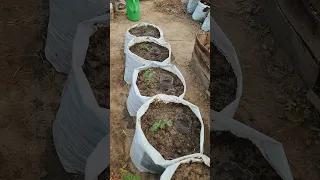 Using Sacks To Grow Tomatoes At Home
